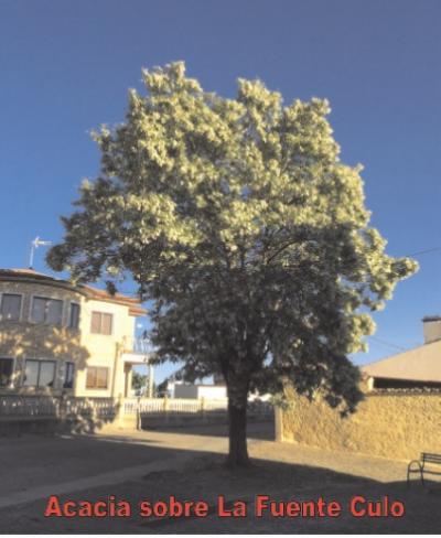Acacia sobre la fuente Culo