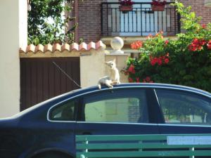 Gato en el coche Gato en el coche